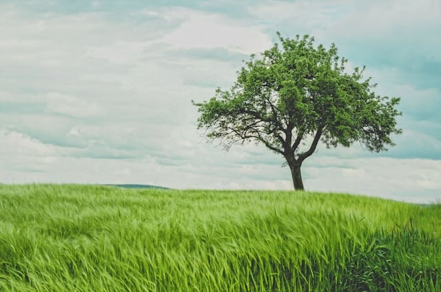 Tree in green wheat field